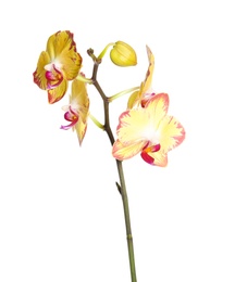 Beautiful orchid flower on white background. Tropical plant