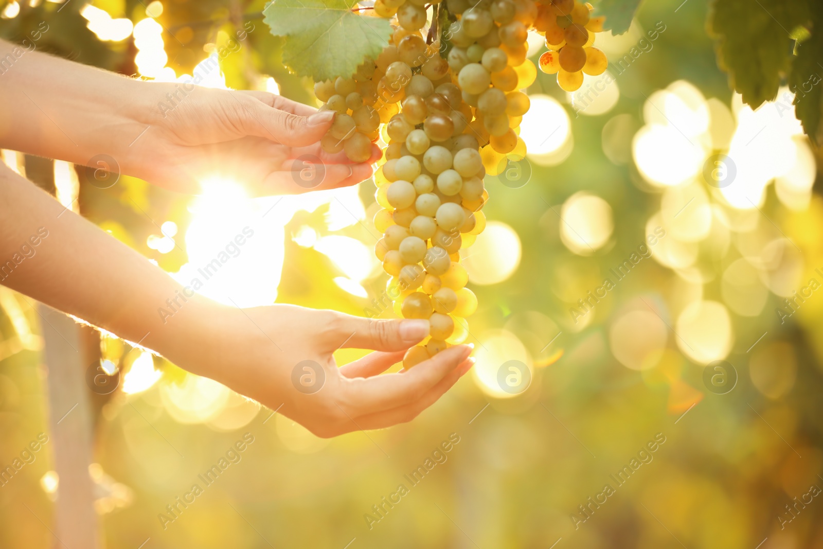 Photo of Woman picking fresh ripe juicy grapes in vineyard, closeup