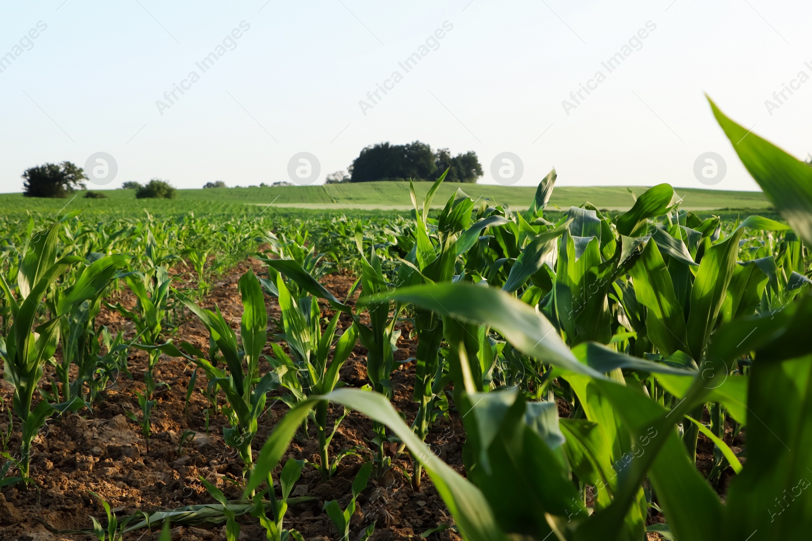 Photo of Beautiful agricultural field with green corn plants on sunny day