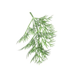 Photo of Sprig of fresh dill isolated on white