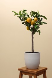 Photo of Idea for minimalist interior design. Small potted lemon tree with fruits on wooden table against beige background