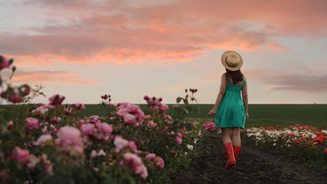 Photo of Woman with basket of roses in beautiful blooming field