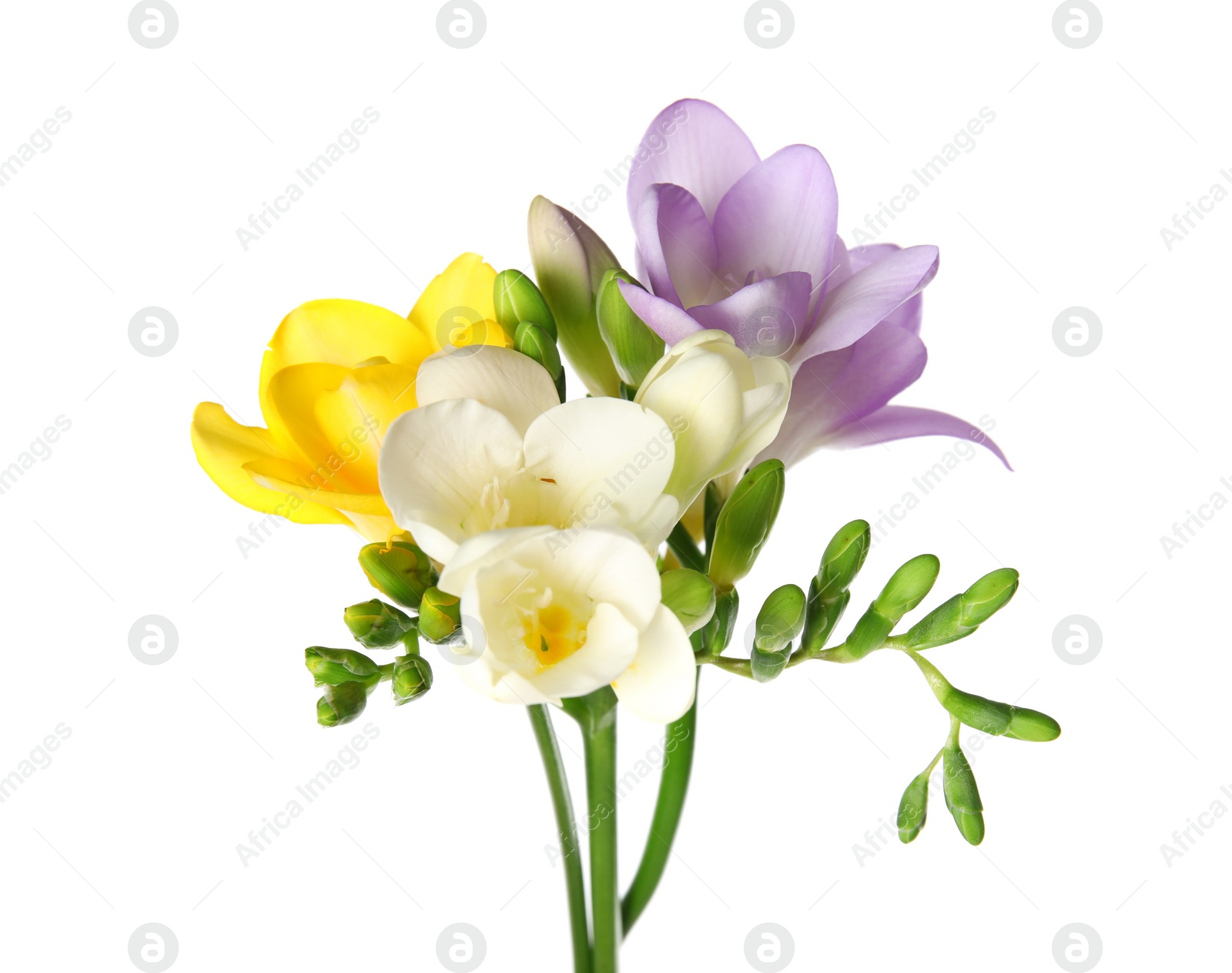 Photo of Beautiful freesia with fragrant flowers on white background