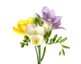 Photo of Beautiful freesia with fragrant flowers on white background