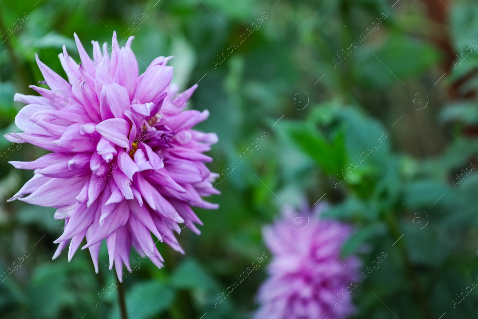 Photo of Beautiful blooming violet dahlia flower in green garden, space for text