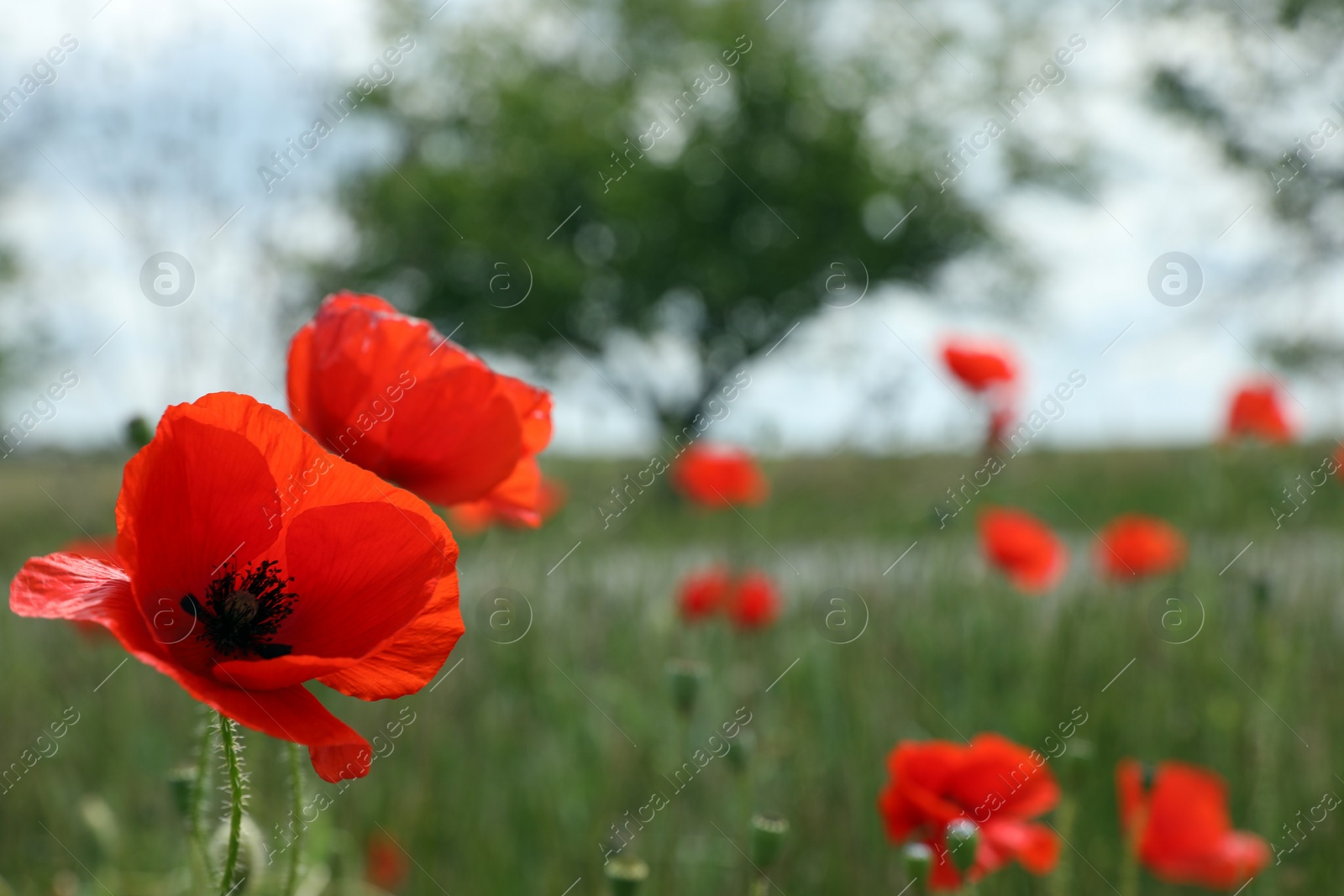 Photo of Beautiful red poppy flowers growing in field, closeup. Space for text