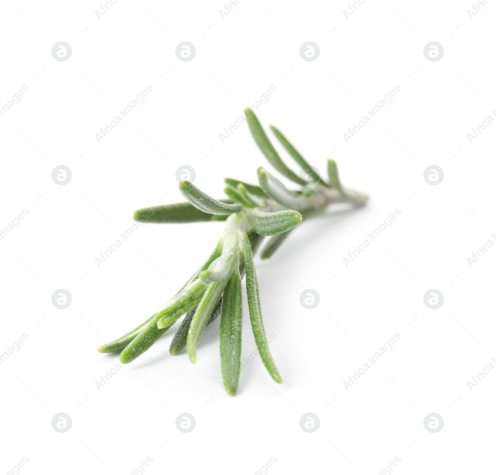 Photo of Fresh green rosemary twig on white background