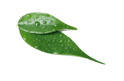 Photo of Green leaves with water drops isolated on white