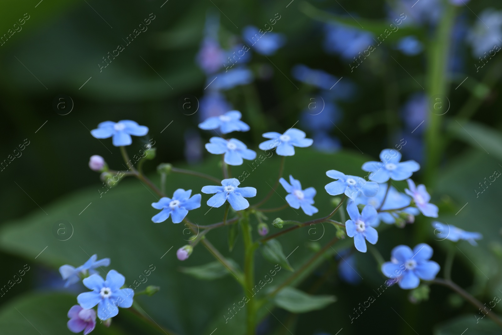 Photo of Beautiful forget-me-not flowers growing outdoors. Spring season