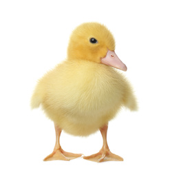 Photo of Cute fluffy gosling on white background. Farm animal