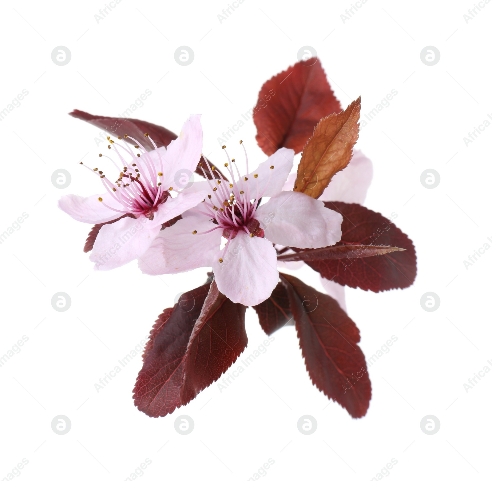 Photo of Beautiful spring tree blossoms isolated on white