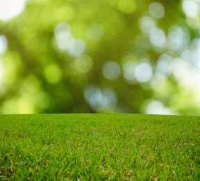 Image of Beautiful lawn with green grass on sunny day. Bokeh effect