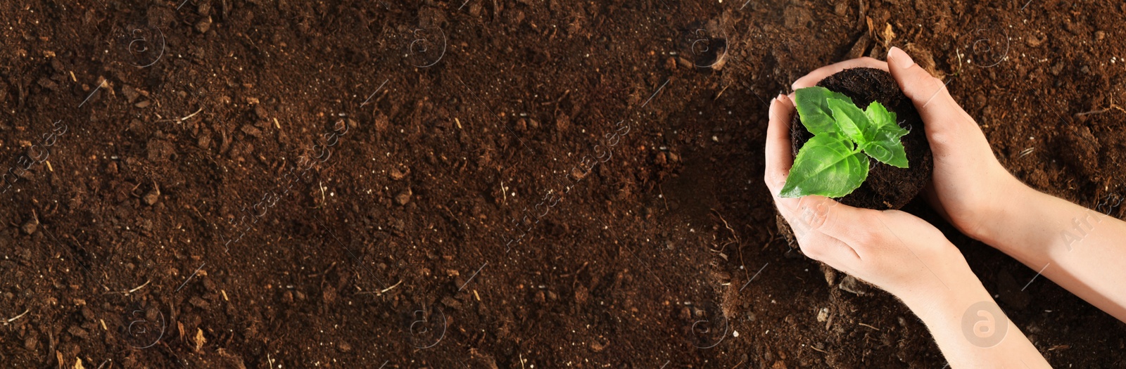 Image of Planting tree. Top view of woman holding young green seedling over soil, banner design with space for text