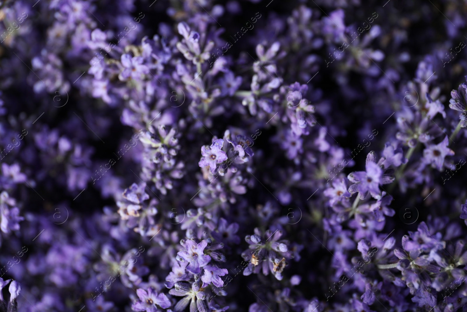 Photo of Beautiful lavender flowers as background, closeup view