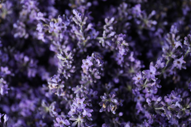 Photo of Beautiful lavender flowers as background, closeup view