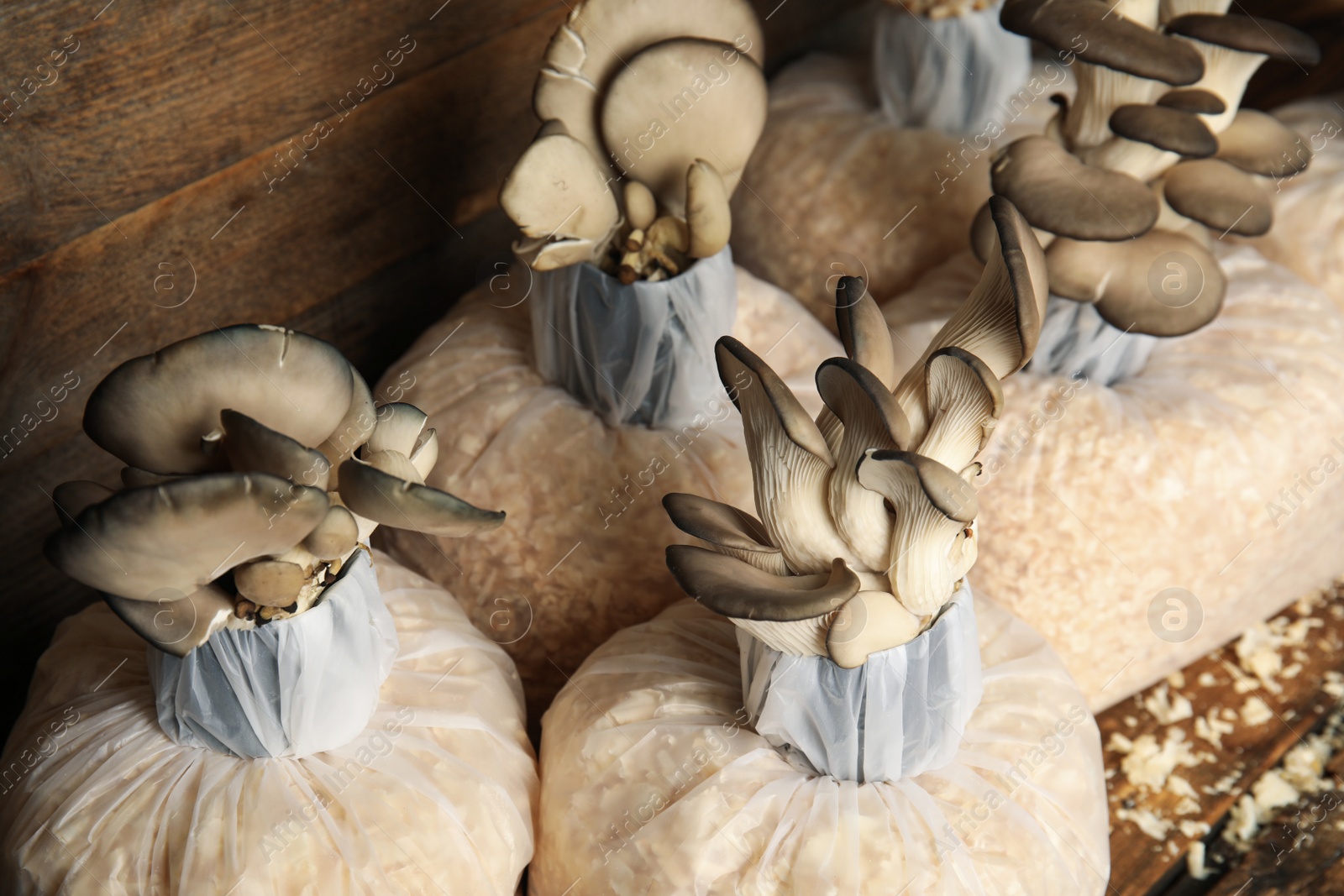 Photo of Oyster mushrooms growing in sawdust on wooden background. Cultivation of fungi