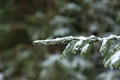 Photo of Fir branch covered with snow outdoors, closeup. Winter day