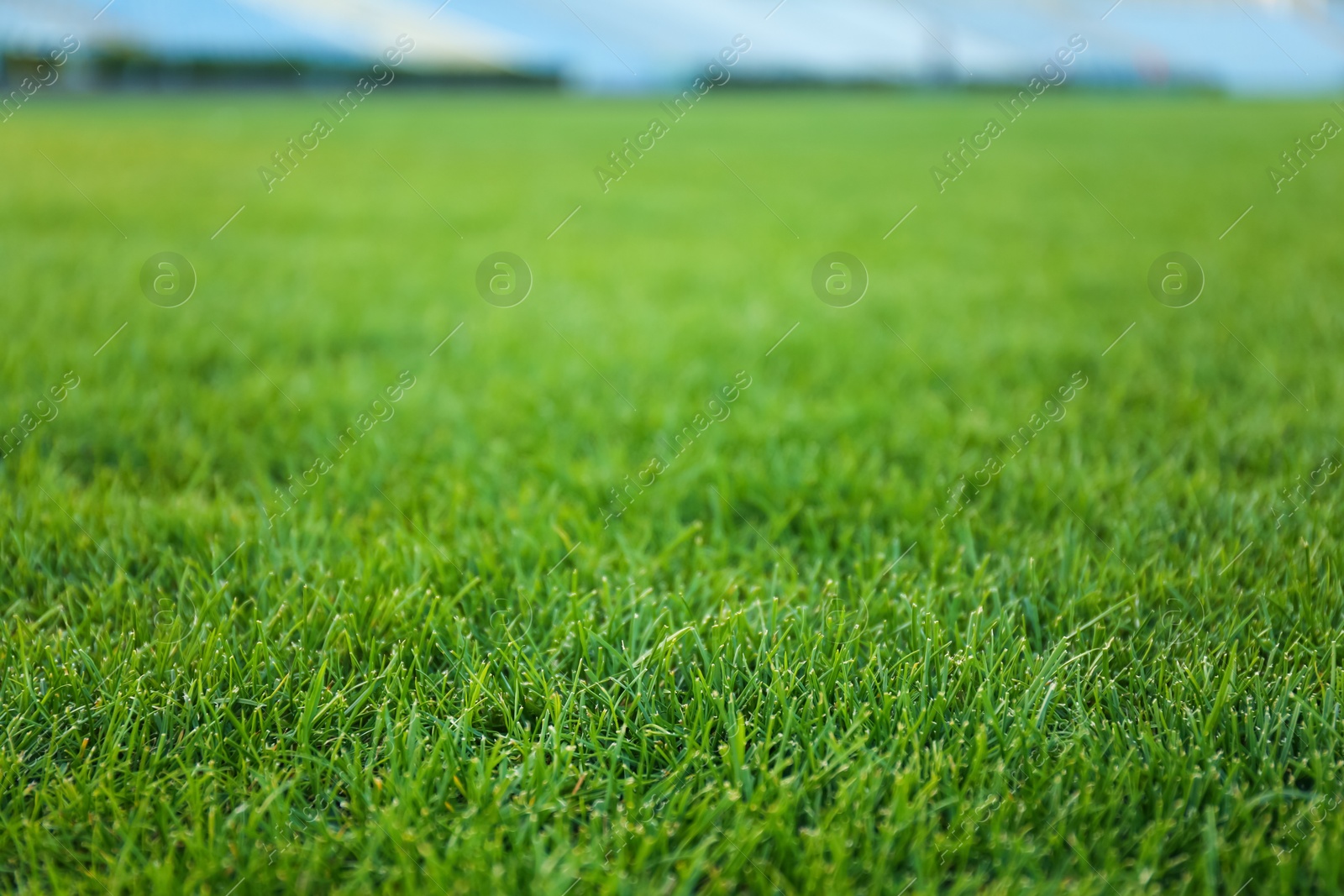 Photo of Green lawn with fresh green grass at stadium