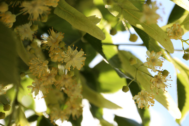 Green linden tree with fresh young leaves and blossom outdoors on sunny spring day, closeup