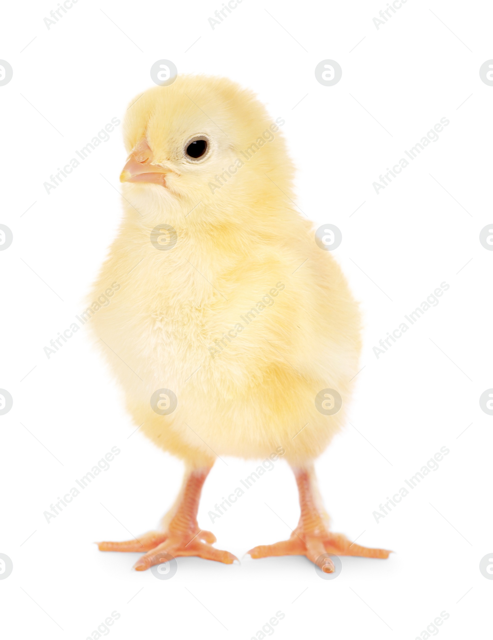 Photo of Cute fluffy baby chicken on white background