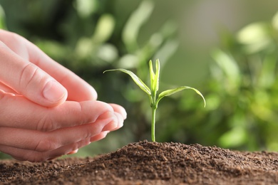 Photo of Woman protecting young green seedling in soil against blurred background, closeup