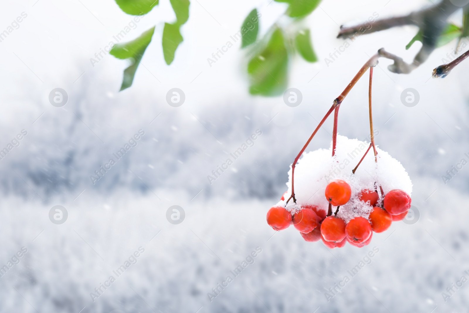 Image of Berries on rowan tree branches covered with snow outdoors, space for text