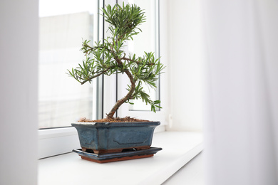 Japanese bonsai plant on window sill. Creating zen atmosphere at home