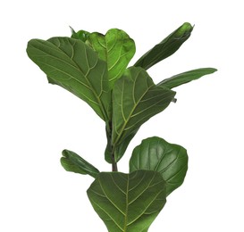 Photo of Fiddle Fig or Ficus Lyrata plant with green leaves on white background