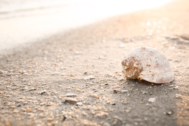 Sunlit sandy beach with beautiful seashell on summer day. Space for text