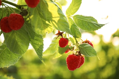 Photo of Raspberry bush with tasty ripe berries in garden, closeup