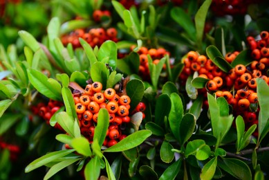 Photo of Beautiful plant with red berries and green leaves growing outdoors, closeup