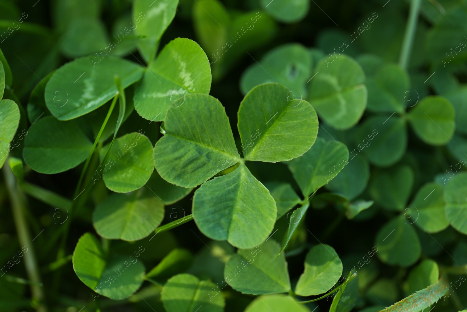 Photo of Closeup view of beautiful green clover leaves