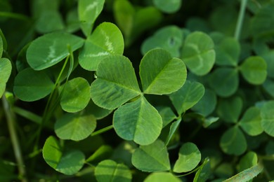 Photo of Closeup view of beautiful green clover leaves