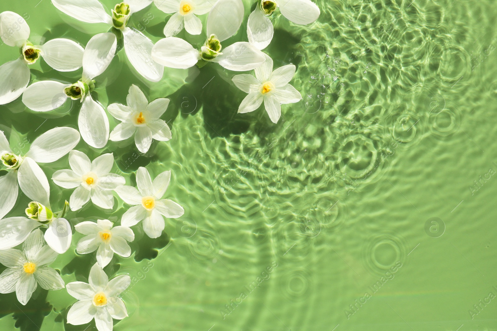 Photo of Beautiful flowers in water on green background, top view. Space for text