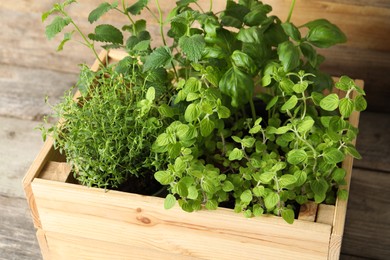 Photo of Crate with different aromatic herbs on wooden table, closeup
