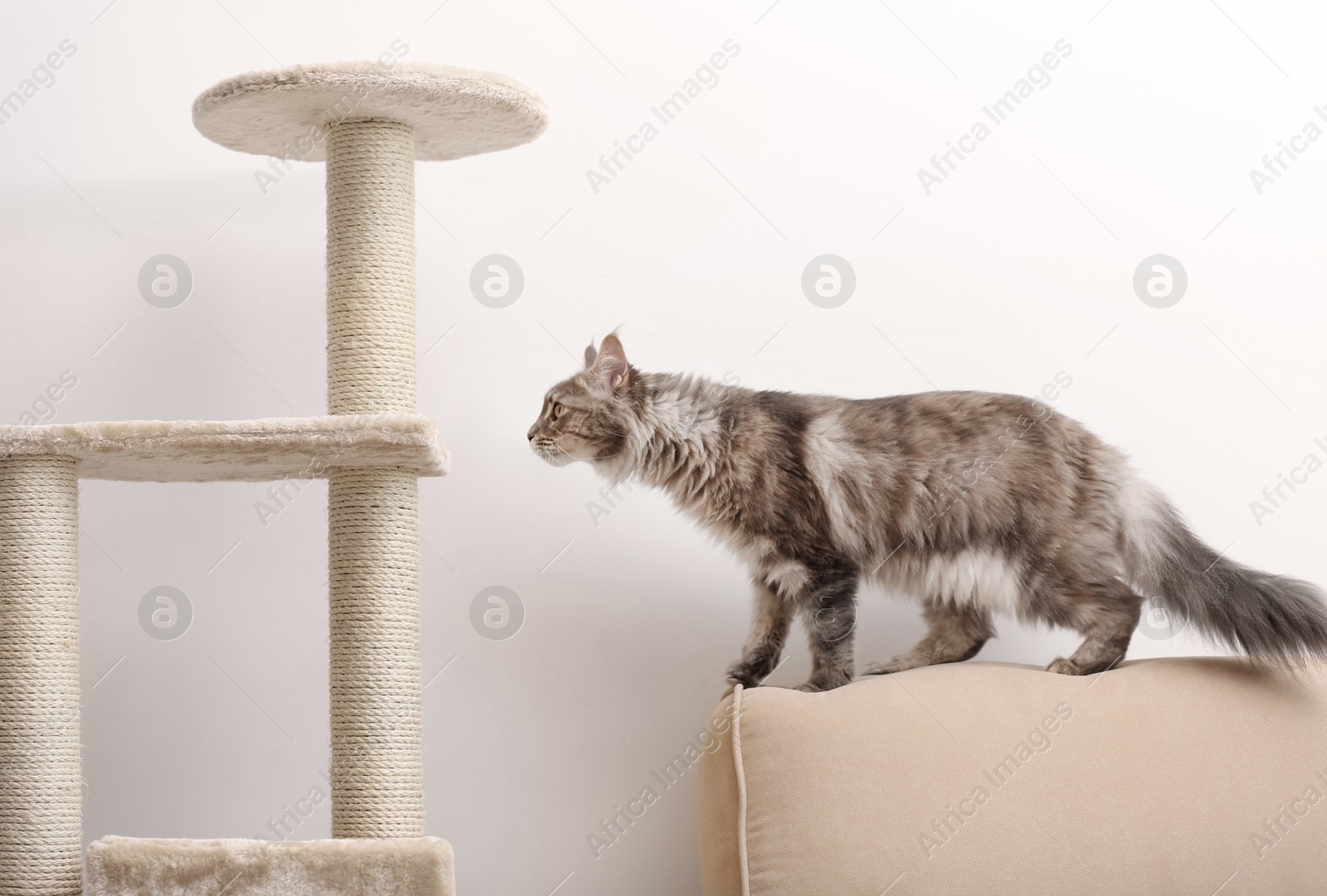 Photo of Adorable Maine Coon near cat tree at home