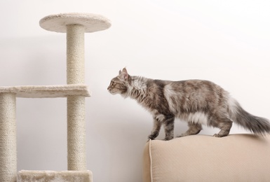 Photo of Adorable Maine Coon near cat tree at home