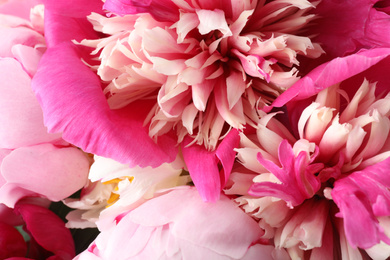 Photo of Closeup view of beautiful pink peony flowers