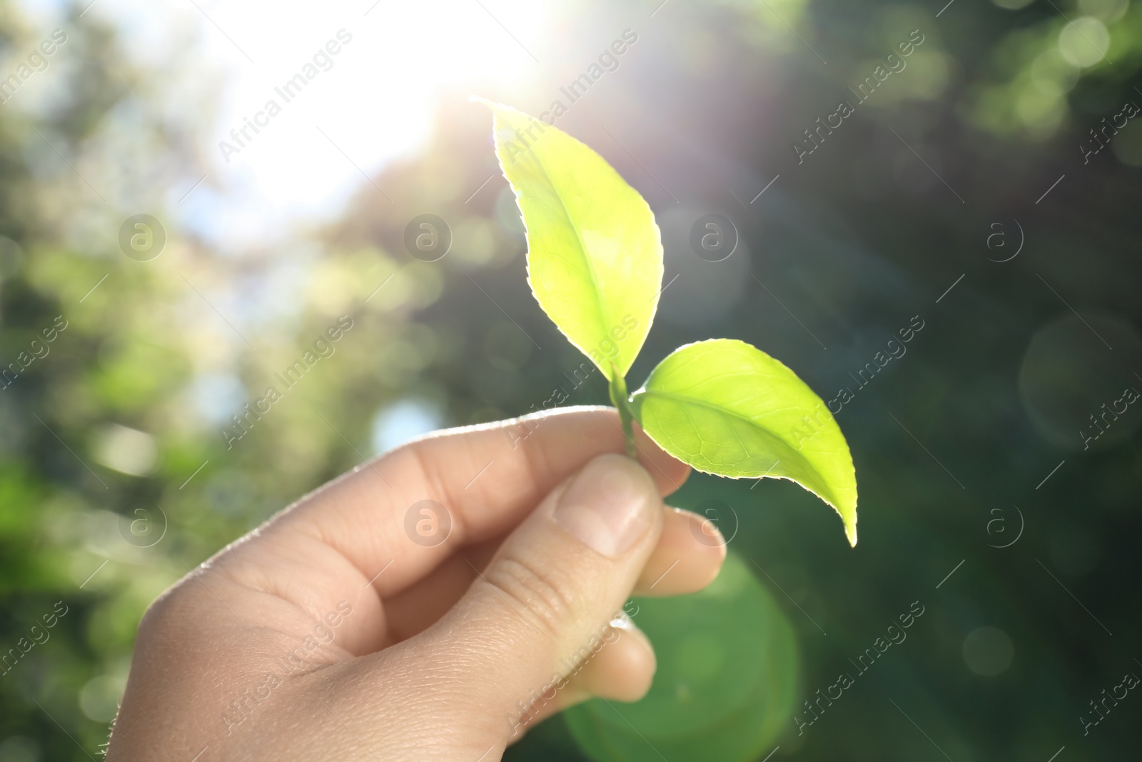 Photo of Woman holding green leaves of tea plant on blurred background