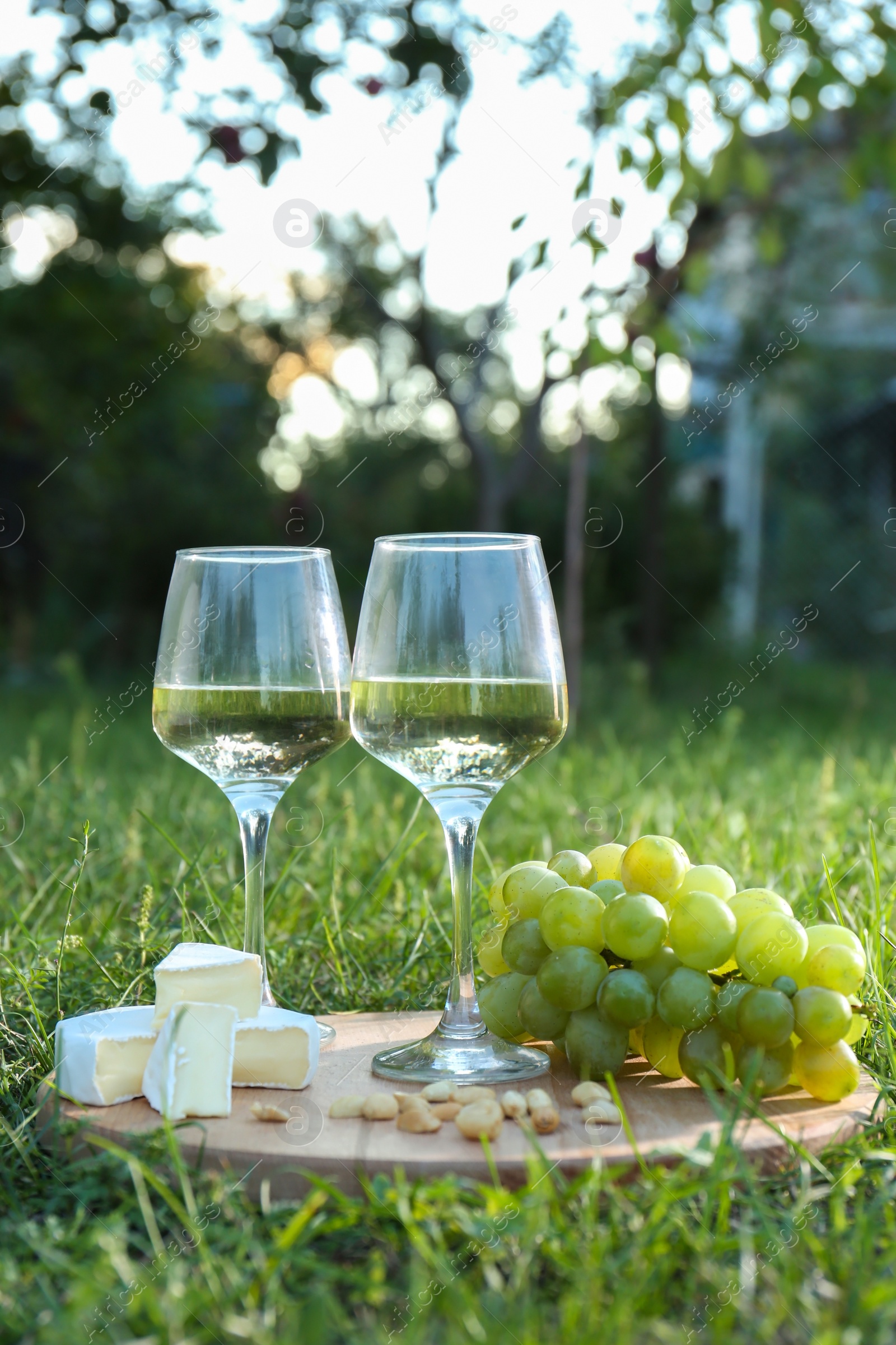 Photo of Two glasses of delicious white wine, grapes, cheese and nuts on green grass outdoors