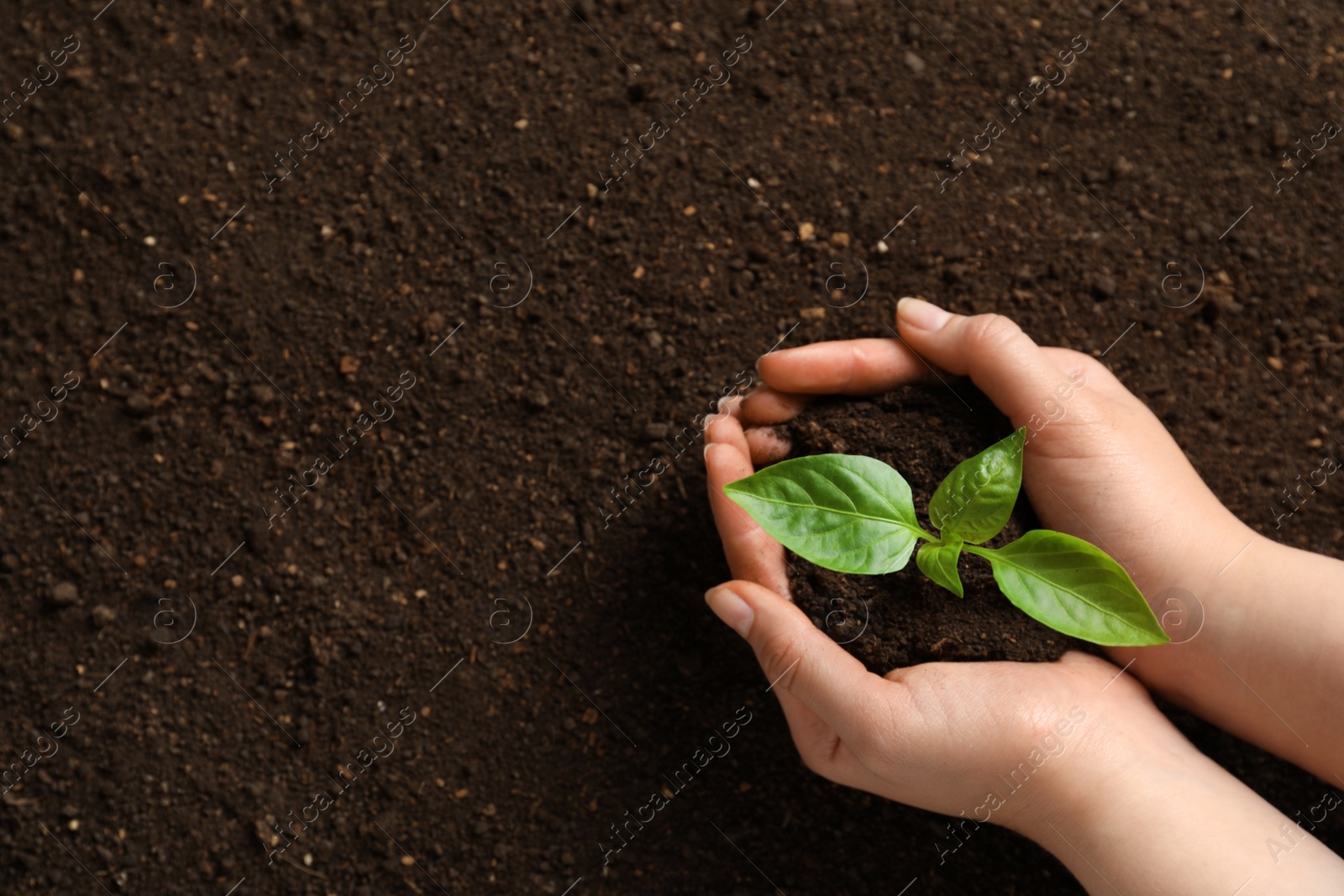 Photo of Woman holding green seedling on soil, top view. Space for text