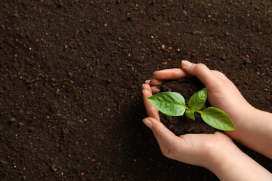 Woman holding green seedling on soil, top view. Space for text