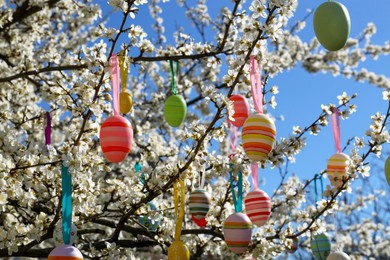 Beautifully painted Easter eggs hanging on blooming cherry tree outdoors