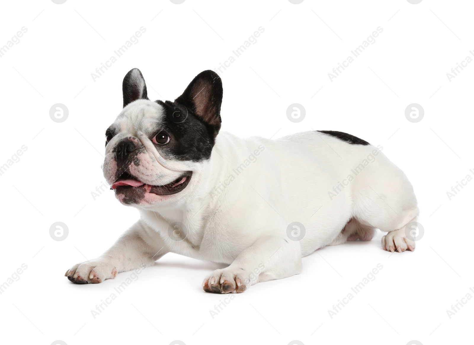 Photo of French bulldog on white background. Adorable pet