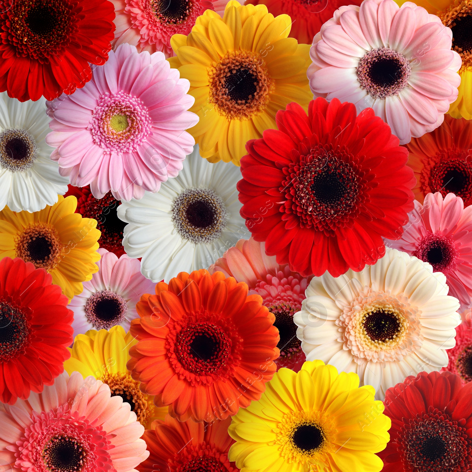 Image of Many different beautiful gerbera flowers as background