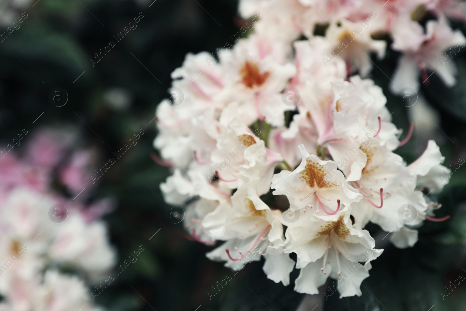 Photo of Beautiful tiny tropical flowers in botanical garden, closeup. Space for text