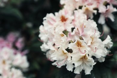 Beautiful tiny tropical flowers in botanical garden, closeup. Space for text