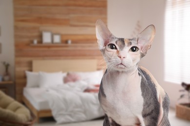 Image of Beautiful Sphynx cat in bedroom, space for text. Pet friendly hotel