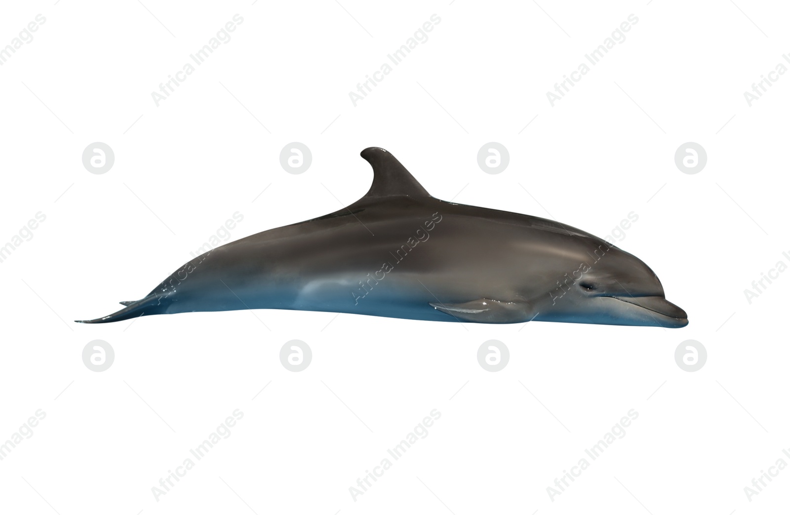 Image of Beautiful grey bottlenose dolphin on white background