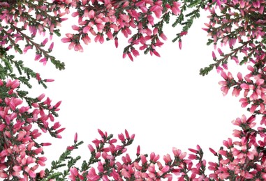 Image of Frame of heather branches with beautiful flowers on white background, top view. Space for text